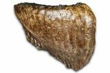 Fossil Woolly Mammoth Lower M Molar - Poland #370338-4